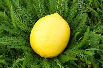 Large yellow lemon is on the grass