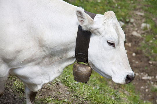 Kuh aif der Alm