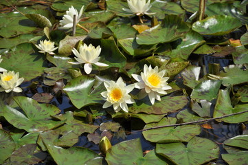 stagno fiorito