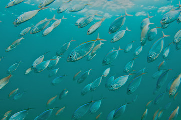 Schooling Bar Jacks, picture taken in Broward County Florida