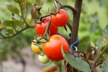 Tomatenpflanze
