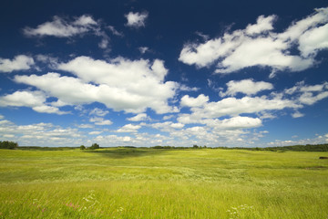 summer landscape