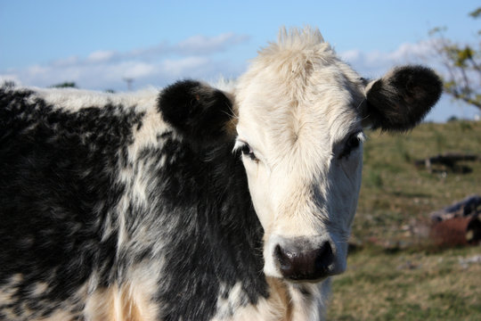 Calf in a little farm