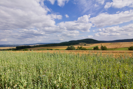 Mohnfeld nach der Bl&uuml;tezeit