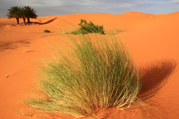 Palmen in der W&uuml;ste