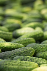 Cucumbers