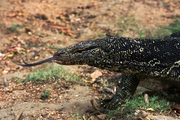 KOMODO DRAKE WITH TONGUE OUT OF MOUNTH