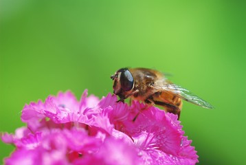 Eristalis tenax on sweet williams (dianthus barbatus)