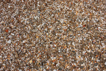 sea shell background on a beach