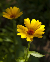 Calendula