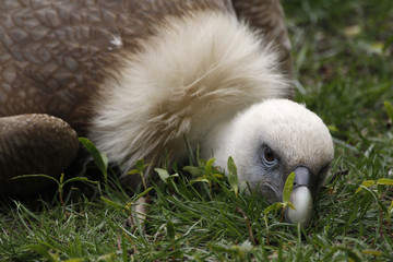 Gänsegeier