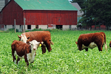 young cows grazing