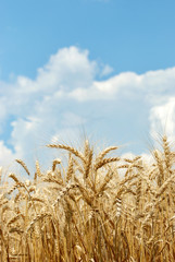 wheat with sky and clouds