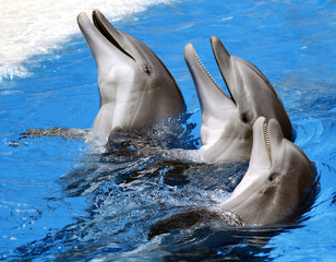 Dolphins at Loro Parque, Spain, Tenerife