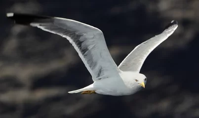 Gordijnen Seagull © szirtesi