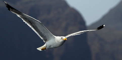 Seagull
