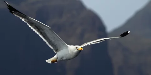 Raamstickers Seagull © szirtesi