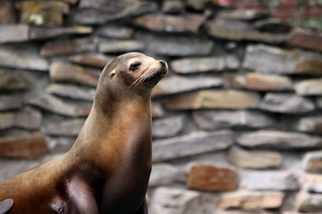 Kalifornischer Seel&ouml;we