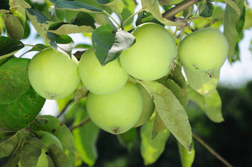 green apples
