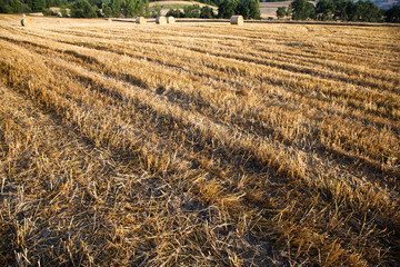 campo di grano