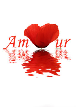 Amour - Coqulicot - Flood