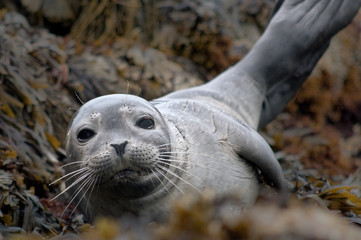 Naklejka premium Harbor Seal