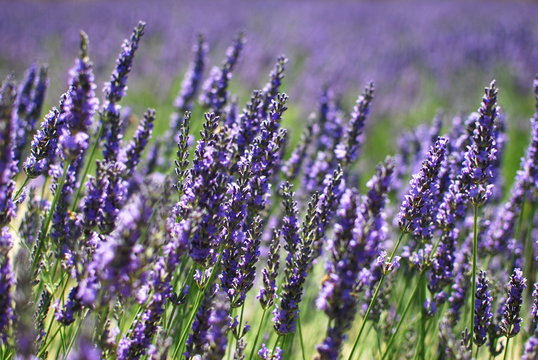 Lavendula