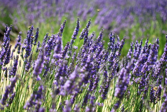 Lavendula