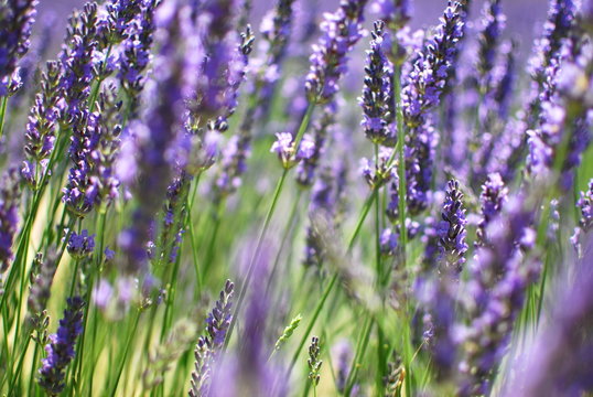 Lavendula
