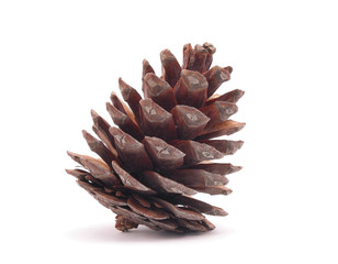 Pine cone