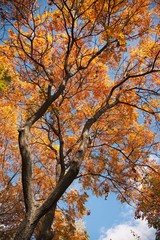 Fototapeta premium Golden tree in autumn, generic fall scene