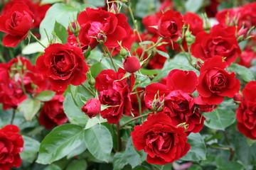 roses2
