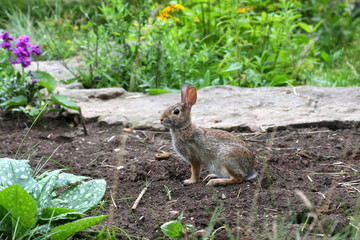Cottontail Rabbit - Sylvilagus