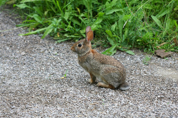 Cottontail Rabbit - Sylvilagus