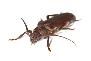 Dusky longhorn (Aphopalus rusticus)