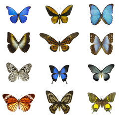 Obraz premium 12 different butterflies