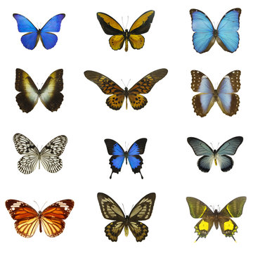 12 different butterflies