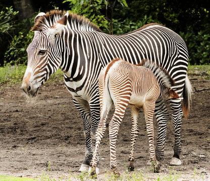 Zebra Calf Feeding