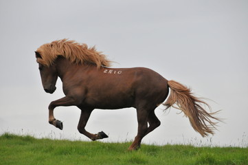 islandpferde