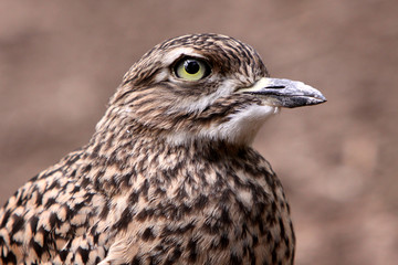 Kaptriel