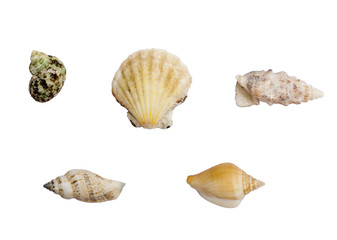 Shells