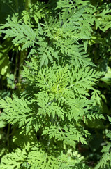 Ambrosia, Ambrosia artemisiifolia