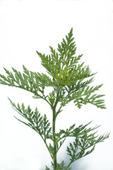 Naklejka premium Ambrosia, Ambrosia artemisiifolia