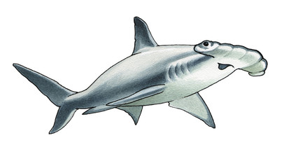 Hammerhead Shark - obrazy, fototapety, plakaty