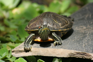 Tortuga