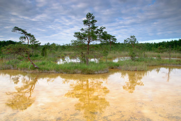 Calcareous springs in Ragana mire © Dubults