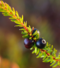 Branch of Black crowberry Empetrum nigrum with berries