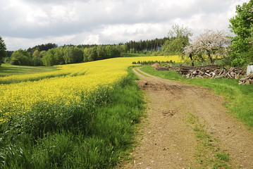 Fototapeta na wymiar Rural spring scenic