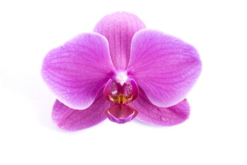Fototapeta na wymiar Still life with pink orchid