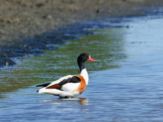 Common Shelduck Tadorna tadorna male